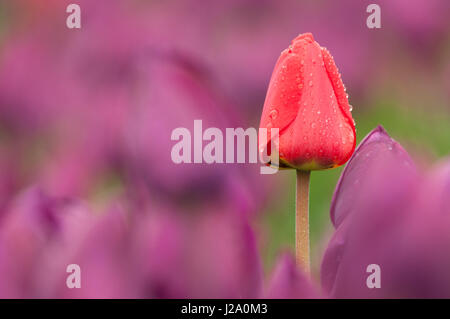 Red tulip con gocce di pioggia in un campo di tulipani viola Foto Stock