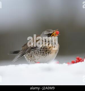 Svernamento Allodole Cesene Beccacce Foto Stock