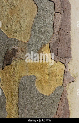 Close-up di corteccia di un piano di Londra. Foto Stock