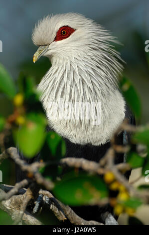 Close-up immagine di un blu Comoro-pigeon Foto Stock