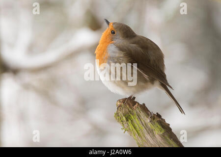 Robin con gonfi di piume per mantenere il caldo in condizioni di clima freddo Foto Stock