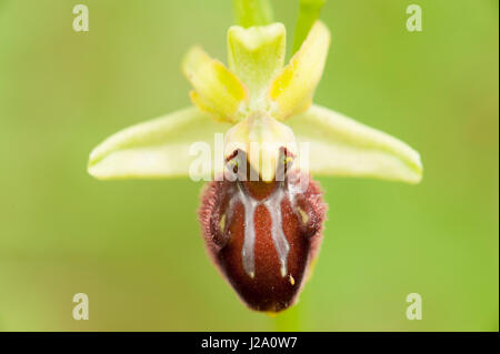 Close-up di fiori di inizio spider orchid Foto Stock