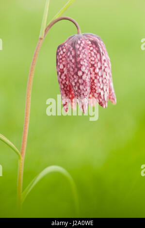 Un primo piano di un fritillario capo Snake (Fritillaria meleagris) Foto Stock