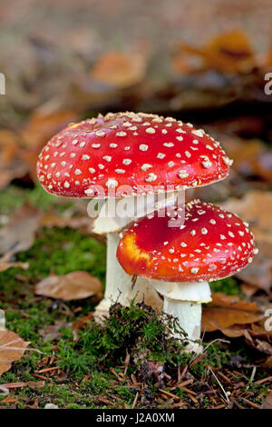 Foto di due fly agarics Foto Stock