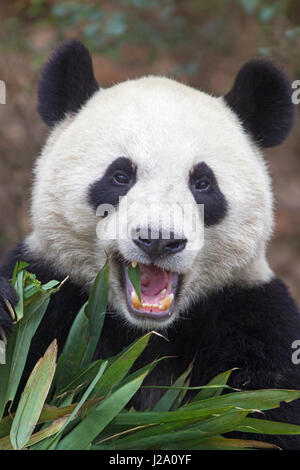 Ritratto di un panda gigante alimentazione in bambù Foto Stock