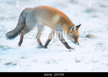 volpe nell'inverno Foto Stock