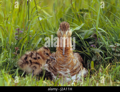 Maschio nero-tailed Godwit con ceci su nido in Prato Foto Stock