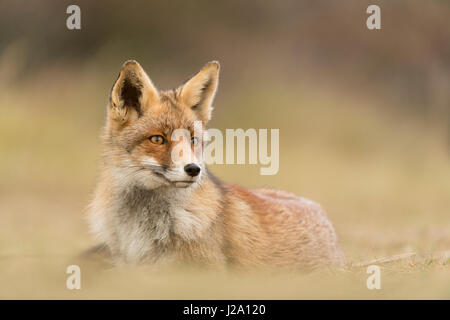 Red Fox posa in erba Foto Stock