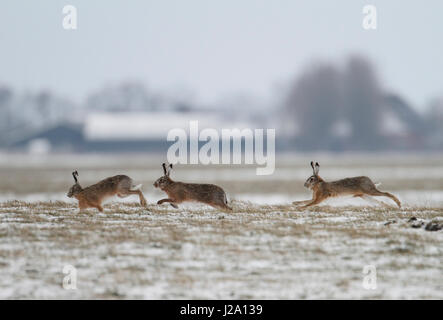 Tre comunità di lepri correndo intorno sulla terra gli agricoltori nella neve Foto Stock