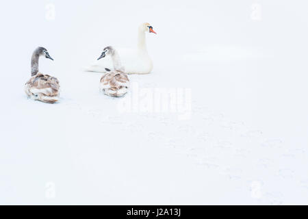 Cigni in snow Foto Stock