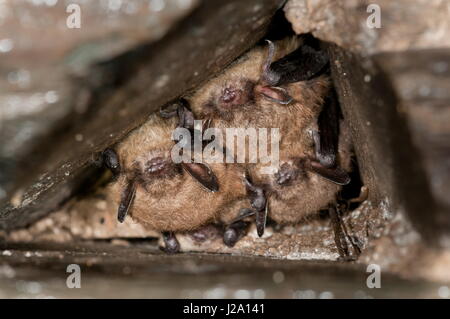 1 daubenton (sopra) e due di Brandt i pipistrelli. Myotis Brandtii è una specie di vesper bat nella famiglia Vespertilionidae. Si è trovato in tutta la maggior parte di Europa e parti dell'Asia. È noto per la sua estrema longevità quoziente, circa il doppio di quella degli esseri umani. Foto Stock