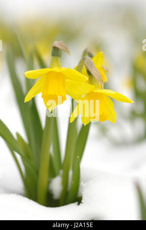 Quasi fioritura narcisi in neve e freddo. Foto Stock