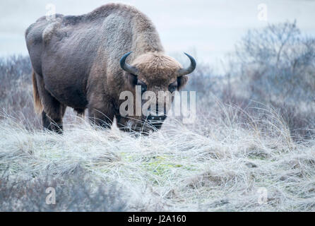 Free Roaming wisent selvatici o il bisonte europeo bull nelle dune come parte di un pilotstudy per la reintroduzione nei Paesi Bassi nell'Zuid-Kennermerland Parco Nazionale Foto Stock