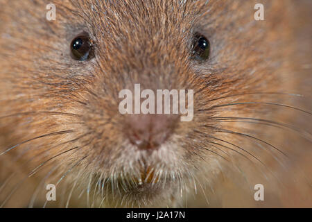 Foto di un acqua montane vole (Arvicola scherman) Foto Stock