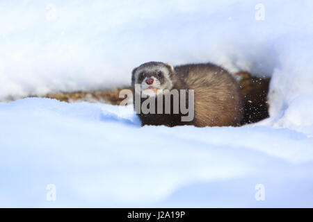 Polecat europea (mustela putorius) nella neve Foto Stock