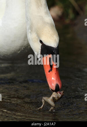 Un cigno (Cygnus olor) mangiando un rospo Foto Stock