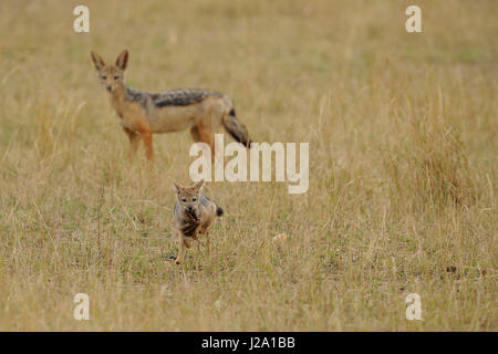 Adulto nero-backed jackal porta il cibo per il giovane vicino al burrow Foto Stock