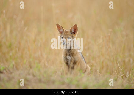 Giovane nero-backed jackal seduta nella savana erba Foto Stock