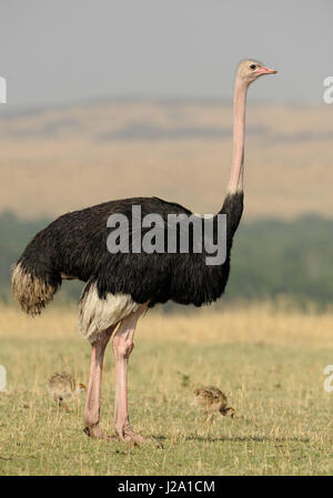 Maschio adulto struzzo con pulcini camminando sulla savana mentre è in corso la ricerca di cibo Foto Stock