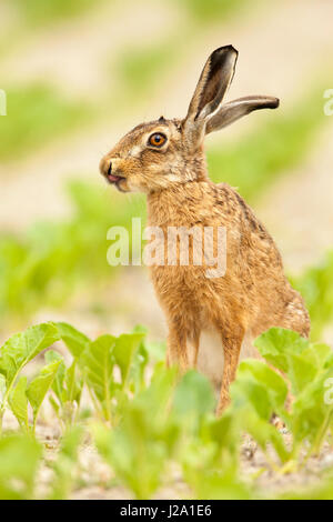 Brown Lepre  adulto che lo lambisce il naso nel campo di coltivazione  Powys, Wales, Regno Unito Foto Stock