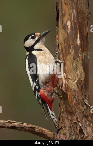 Maschio di picchio rosso maggiore appollaiato su albero Foto Stock