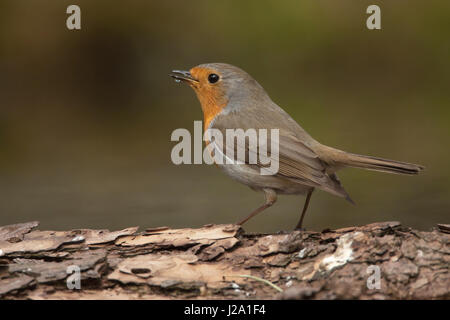 Robin bere Foto Stock