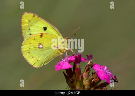 Maschio di Berger offuscato giallo Foto Stock