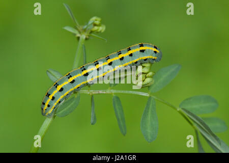 Caterpillar di Berger è offuscato giallo su Crown vetch Foto Stock