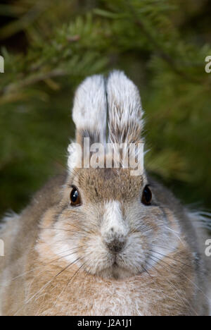 Un portret di racchette da neve lepre (Lepus americanus) Foto Stock