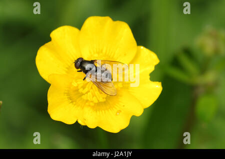 Hoverfly sul Ranuncolo strisciante Foto Stock