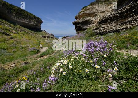 Fioritura di stock del Mare e Anthemis maritima Foto Stock