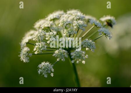 Fioritura la cicuta acqua-dropwort Foto Stock