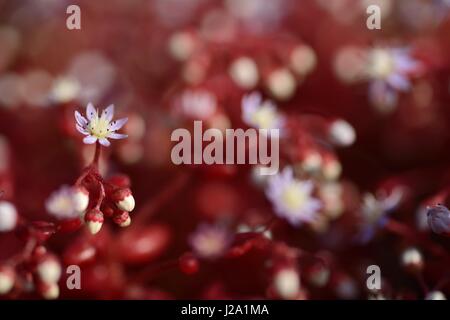 Fioritura di Sedum caeruleum con profonda foglie rosse e licht fiori blu Foto Stock
