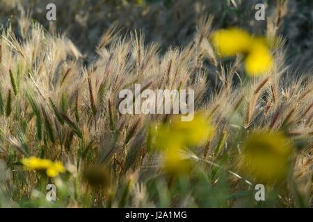 Fioritura di orzo di mare Foto Stock