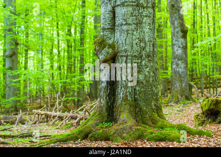 Foresta nel Parco Nazionale della Foresta Bavarese in Germania Foto Stock