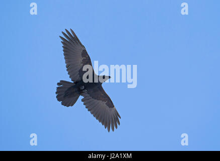 Comune di Corvo Imperiale (Corvus corax) volare contro un cielo blu Foto Stock