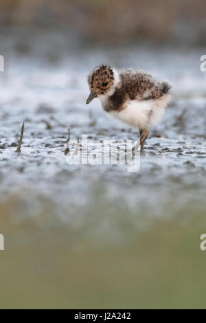 Pulcino di pavoncella rovistando nel terreno umido sulla terra degli agricoltori Foto Stock