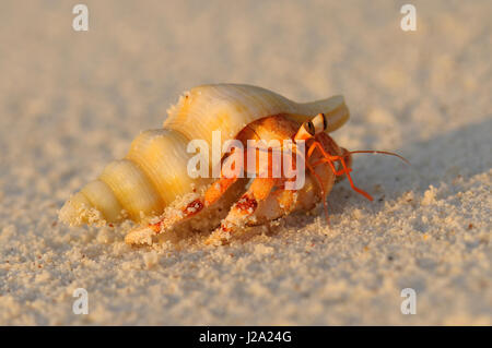 Close-up immagine della fragola Granchio Eremita Foto Stock