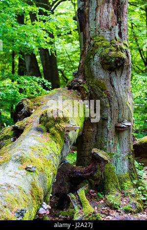 Antica beechtrees durante la primavera Foto Stock