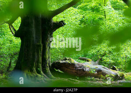 Antica beechtrees durante la primavera Foto Stock