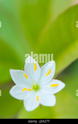 Chickweed Wintergreen Foto Stock