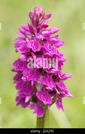 Fioritura di di latifoglie orchidea palustre Foto Stock
