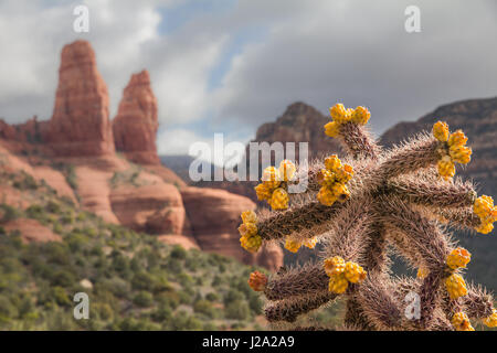 Marrone rossastro guglie e scogliere delle famose Red Rocks di Sedona fanno da sfondo per un impulso breve cholla cactus con arancio brillante frutto Foto Stock