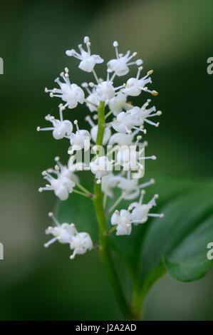 Falso Il giglio della valle fioritura Foto Stock