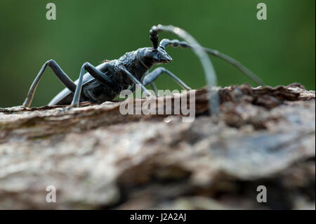 Grande maschio capricorno beetle sulla corteccia di albero Foto Stock