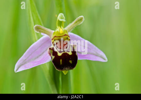 orchidea di ape Foto Stock