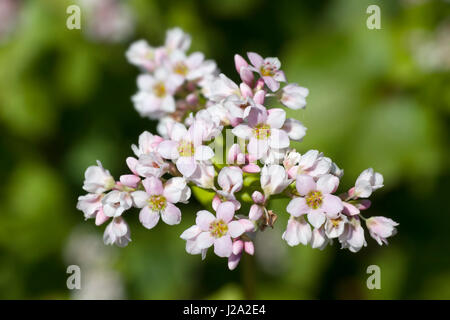 Fiori di grano saraceno, Fagopyrum esculentum Foto Stock