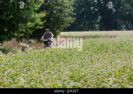 Un ciclista passa un campo con il grano saraceno Foto Stock