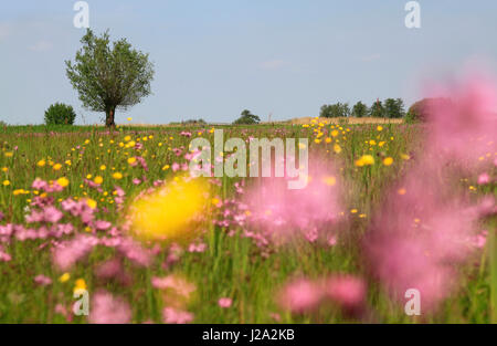 Wet peatland con Ragged Robin e Prato Buttercup. Foto Stock