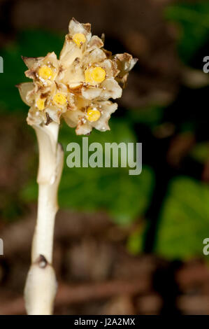 Il fiore di un olandese tubazione dell Foto Stock